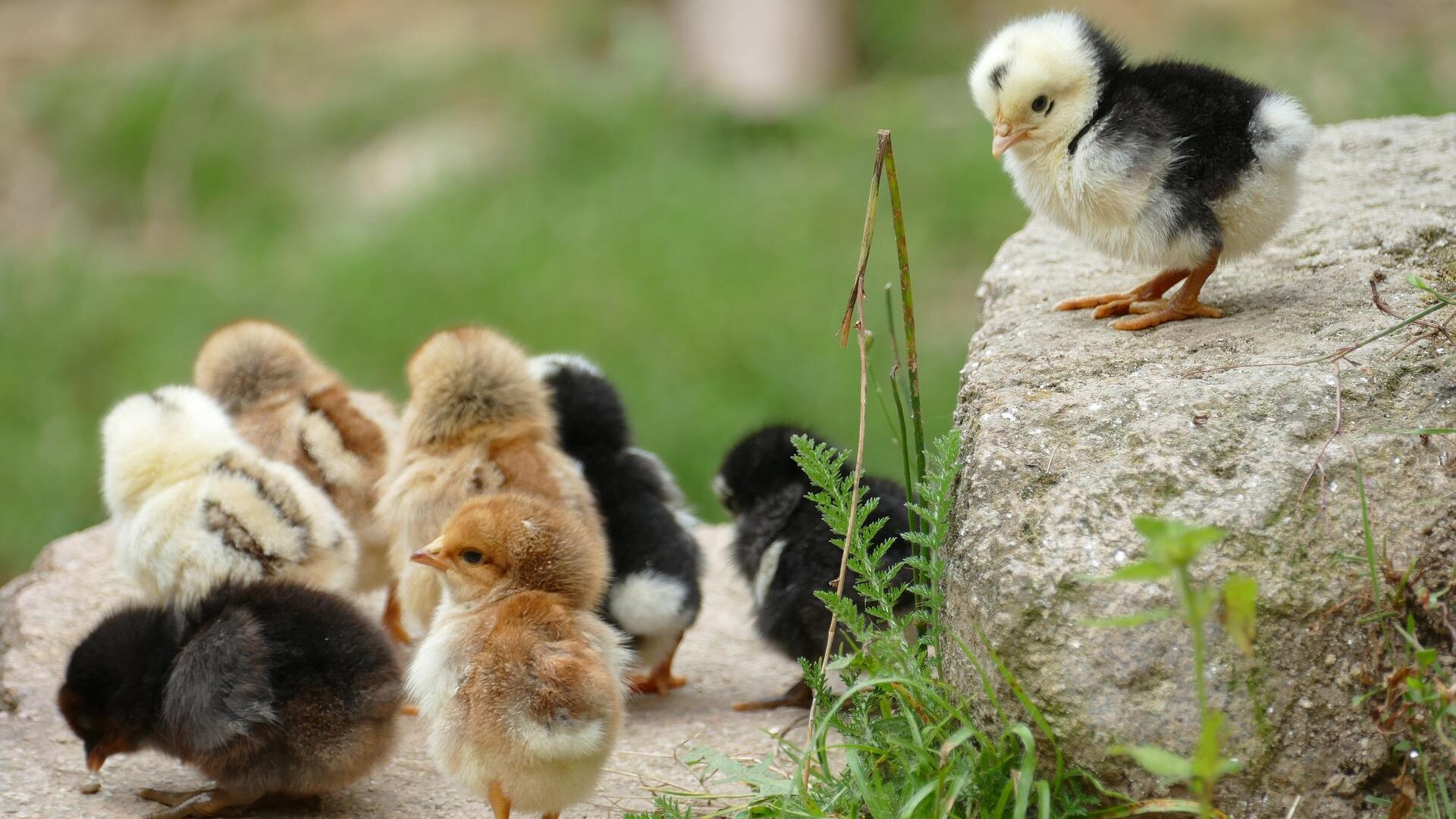 Cost to keep chickens