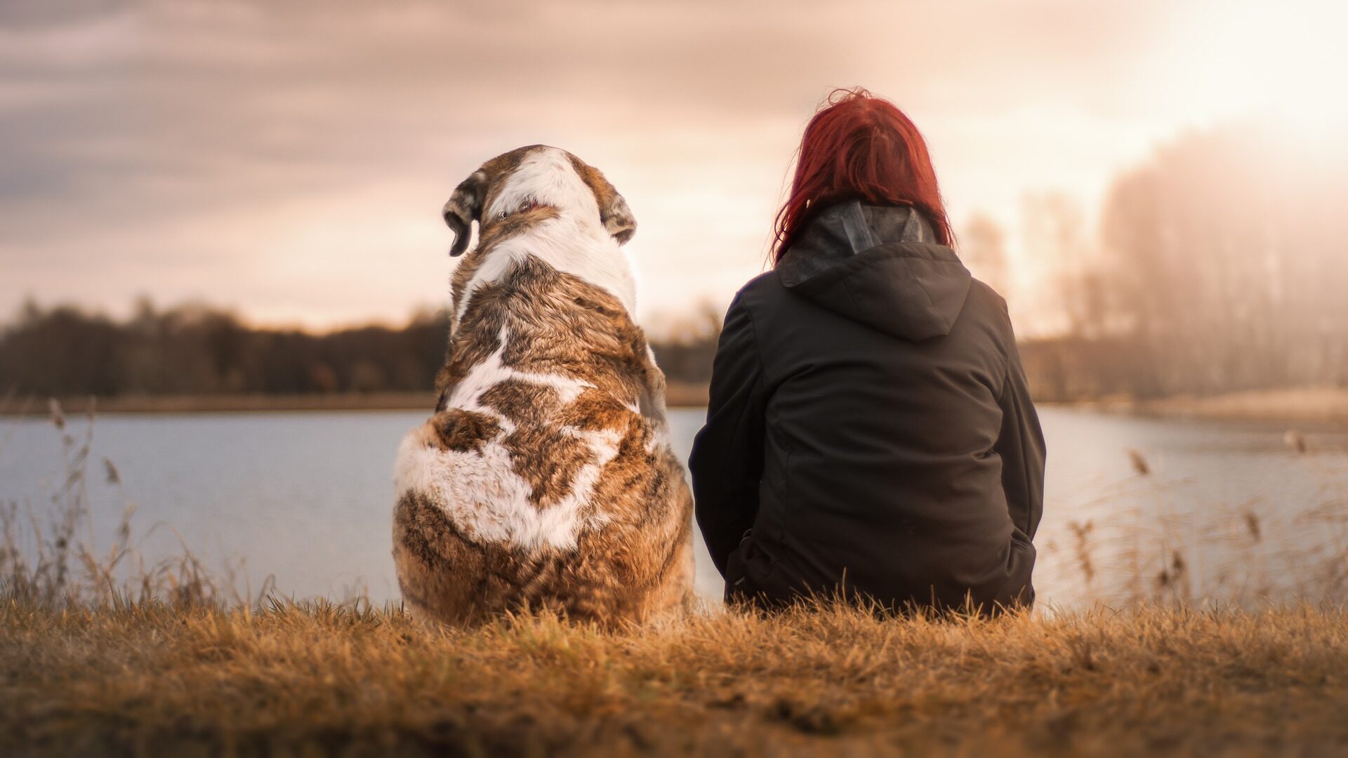 cost-of-a-dog