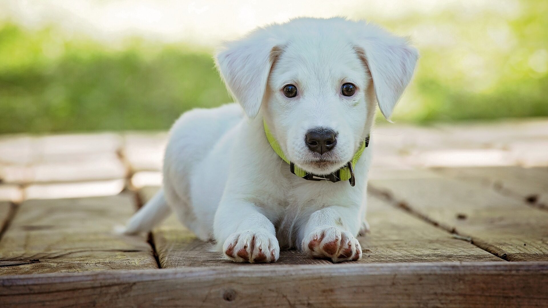 cost-of-a-puppy