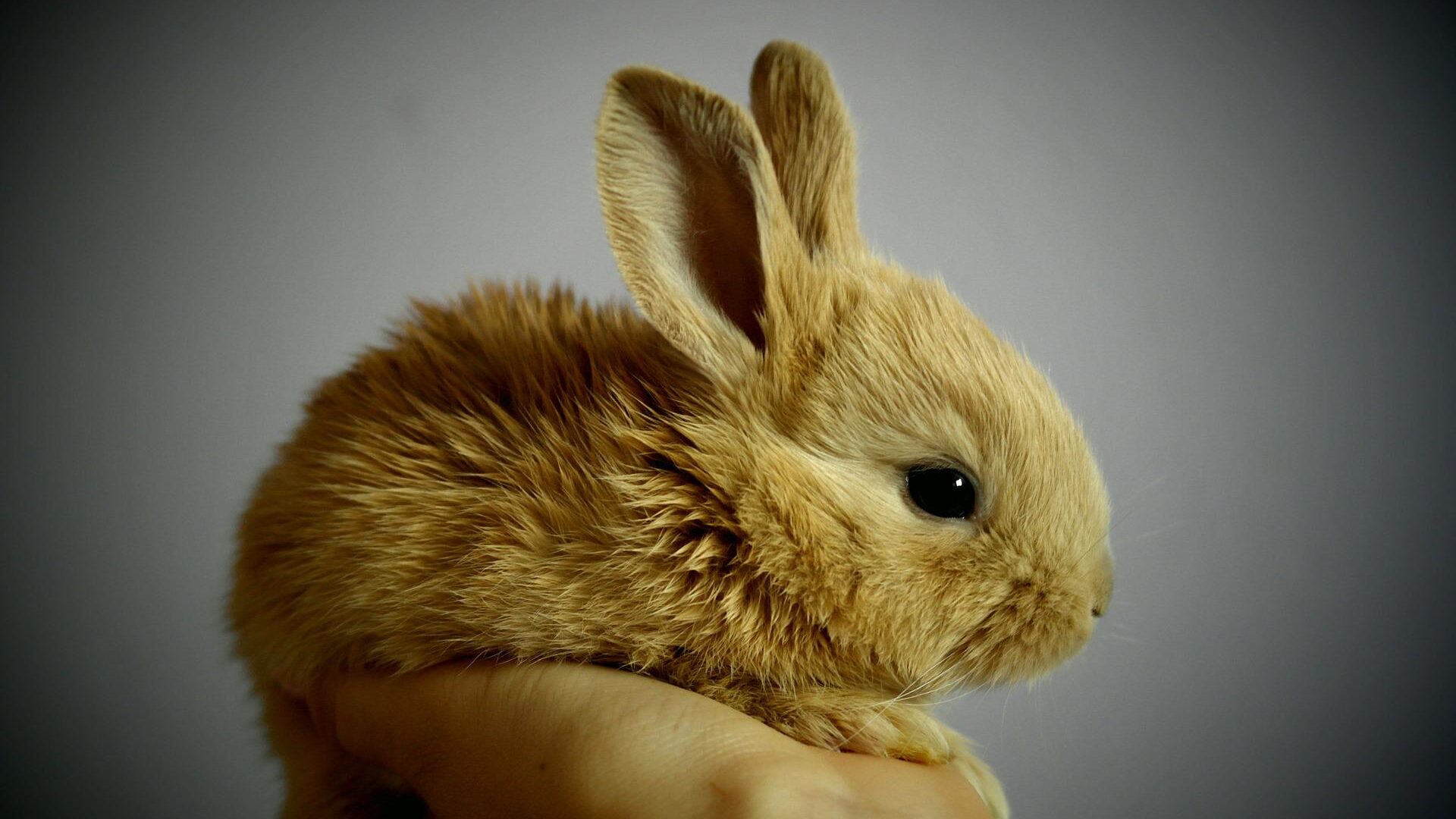 Cost of a rabbit feature