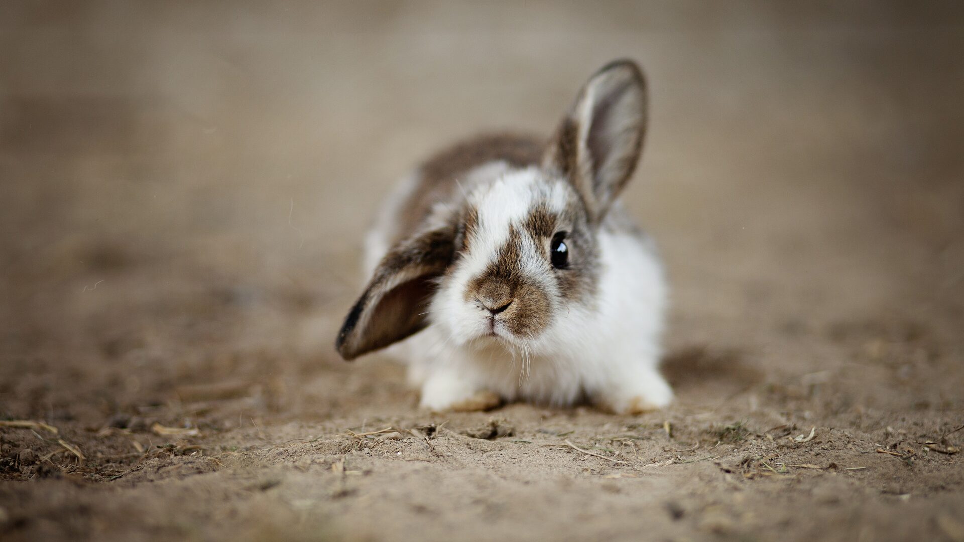 Cost of rabbits