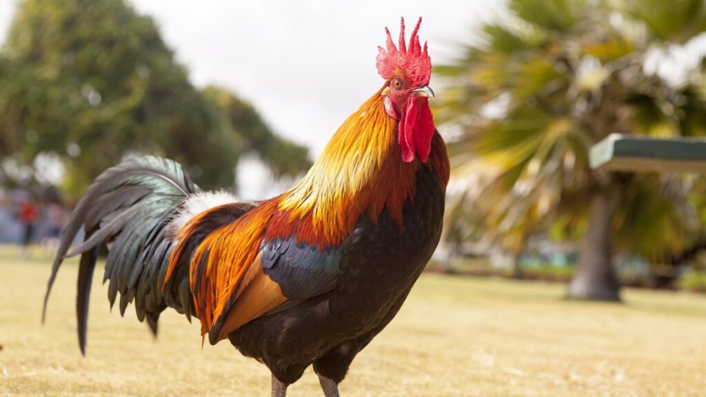 Cost to keep chickens