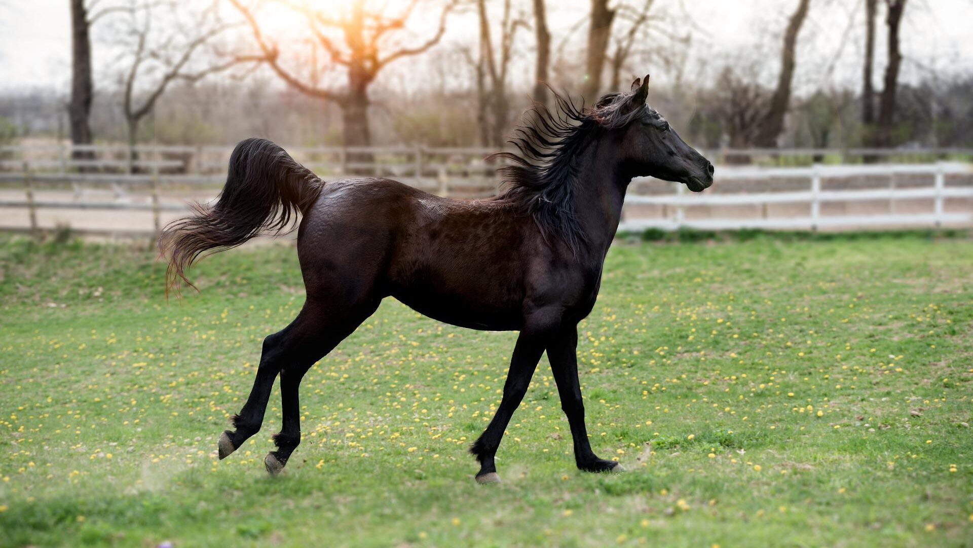 cost-of-a-horse