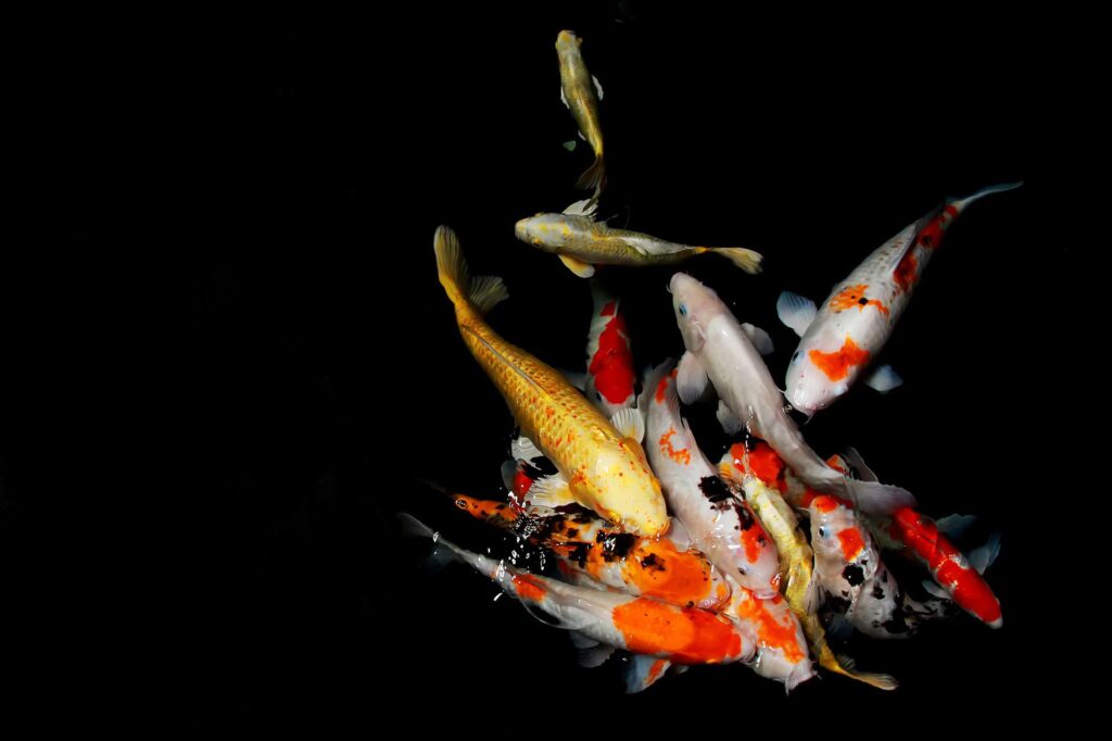 cost-of-fish